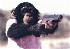 最優秀チンパンジーの画像サムネイル