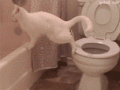 トイレのしつけ（猫）の画像サムネイル