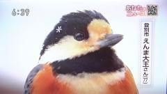 鳥の動画のスレ画像_32