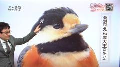 鳥の動画のスレ画像_36