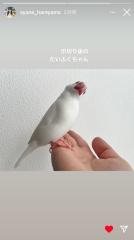 鳥の動画のスレ画像_38