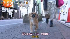 犬の動画のスレ画像_12