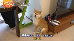 犬の動画のスレ画像_60