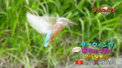 鳥の動画のスレ画像_47