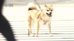 犬の動画のスレ画像_65