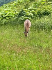 動物のスレ画像_9