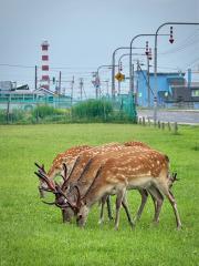 動物のスレ画像_13