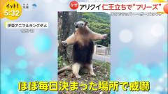 動物のスレ画像_18