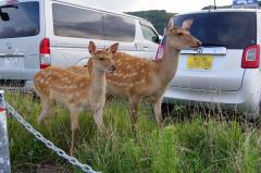 動物のスレ画像_20