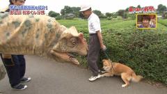 犬と猫のスレ画像_19