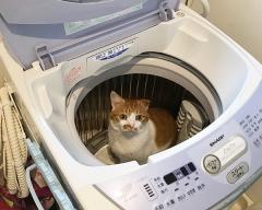 洗濯機が欲しいのスレ画像_17