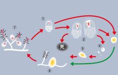 ベニクラゲ 研究捏造のスレ画像_20